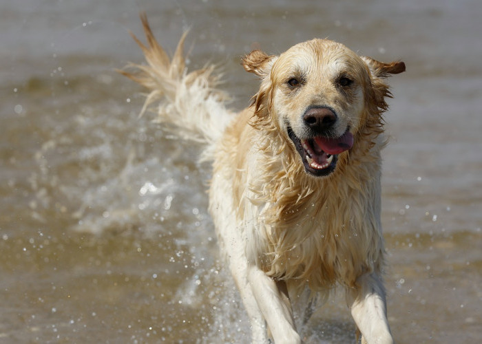 Aksi Viral Video Pria Melempar Anjing Ke Sungai Penuh Buaya, Akhirnya Resmi Dipecat Perusahaan