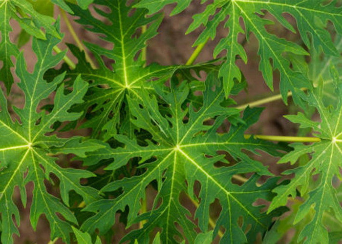 Manfaat Daun Pepaya untuk Kesehatan: Rahasia Alami Tingkatkan Imunitas hingga Lawan Penyakit