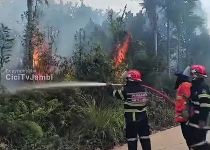 Kebakaran Lahan Hebohkan Warga Kenali Asam Kota Jambi, Petugas Damkar Berjibaku Padamkan Api
