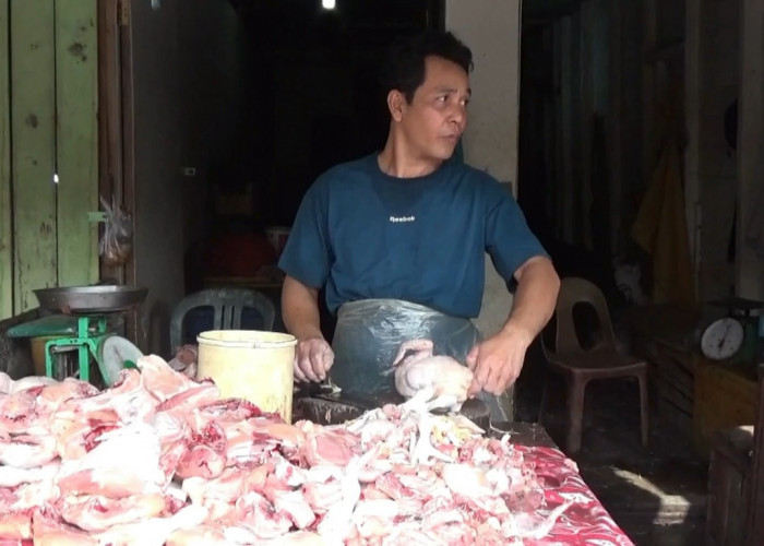 Harga Ayam Potong Turun, Kini Rp35 Ribu per Kilogram di Kuala Tungkal