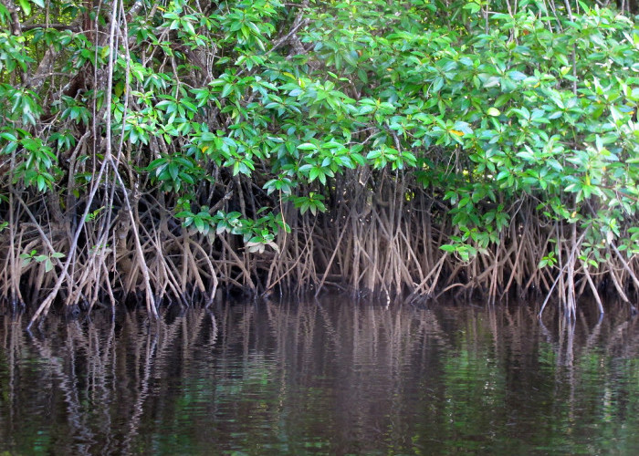 Hutan Mangrove, Ekosistem Hutan yang Mampu Mengurangi Dampak Perubahan Iklim 