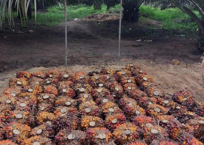 Harga Sawit Sempat Tertekan, PTPN IV PalmCo Jaga Serapan TBS Petani Sesuai Aturan