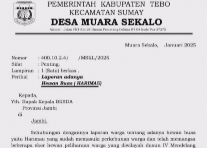 Warga Muara Sekalo Resah Kemunculan Si Raja Hutan