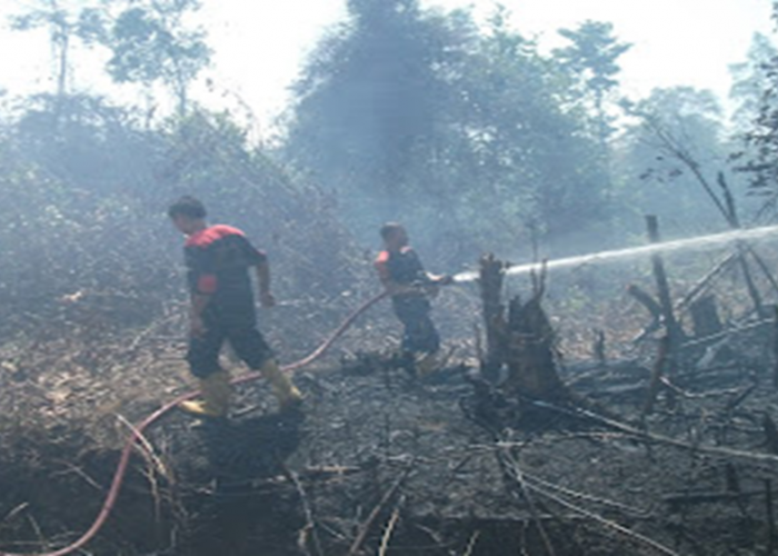 Luas Lahan Gambut Terbakar Mencapai 100 Hektare