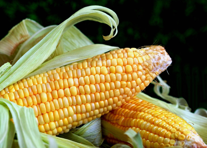 Pemerintahan Prabowo Siapkan Rp5 Triliun untuk Serap 1 Juta Ton Jagung Petani