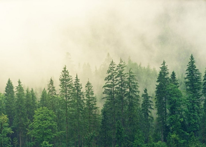 KLHK Terbitkan 500 Persetujuan Penggunaan Kawasan Hutan untuk Proyek Strategis Nasional