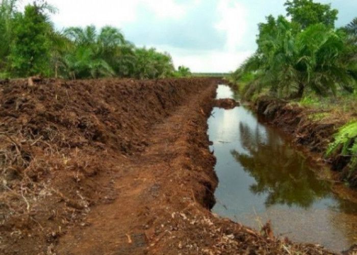 Pentingnya Kolaborasi Multipihak dalam Mengelola Lahan Gambut