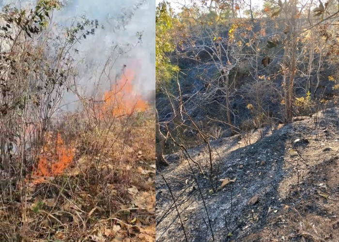 Kebakaran Hutan dan Lahan Melanda Berbagai Kabupaten di Jawa Timur 