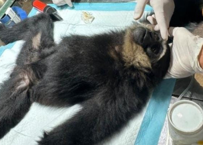 Owa Ungko. Korban Tembak di Jambi Berangsur Pulih, Empat Butir Peluru Berhasil Diangkat
