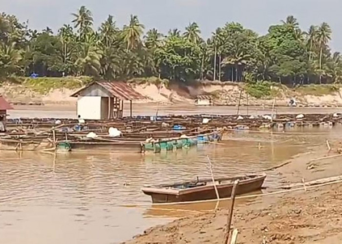 Kemarau Berkepanjangan, Debit Sungai Batanghari di Muaro Jambi Turun Signifikan