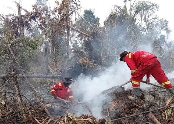 Diguyur Hujan, Asap Karhutla Masih Mengepul dari Gambut TNBS Jambi