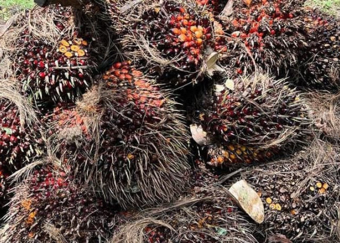 Harga TBS Sawit Jambi Naik hingga Rp64,67 per Kilogram pada Periode 24–30 Juli 2026