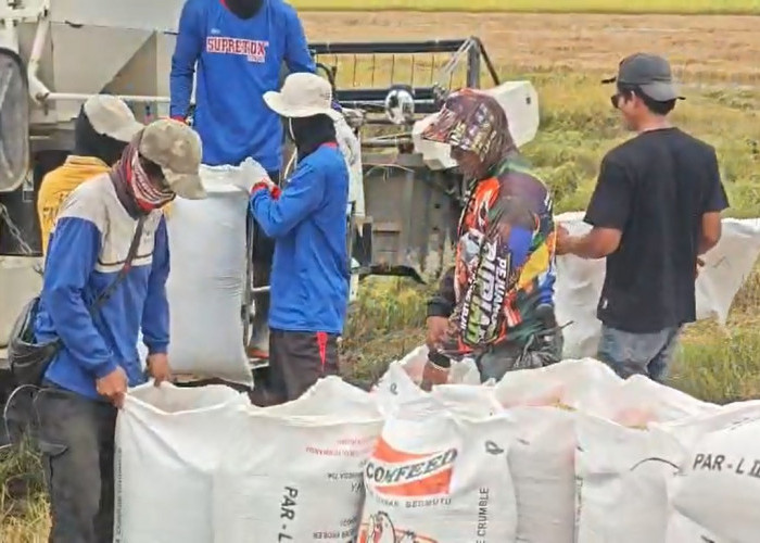 Panen Padi Melimpah, Petani Harapkan Harga Gabah Tetap Stabil