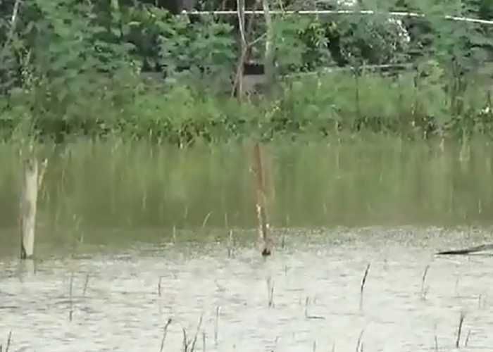 Air Masih Tinggi Petani Pulau Kayu Aro Tunda Tanam Padi 