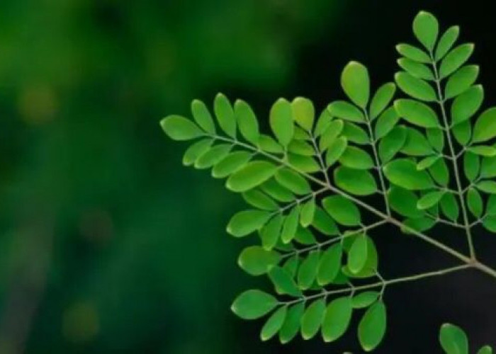 Rasanya Mirip Matcha, Ini 5 Manfaat Daun Kelor untuk Kesehatan yang Wajib Kamu Tahu!