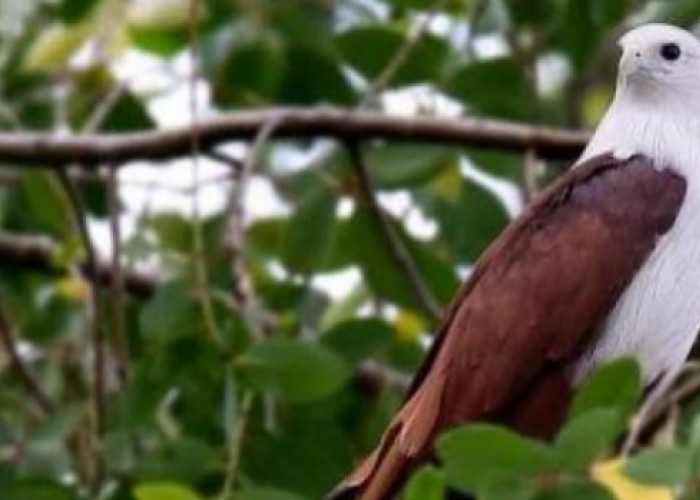 Upaya Konservasi: Selamatkan Burung Langka dari Kepunahan