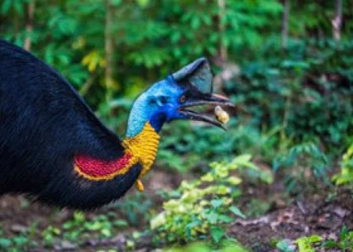 Menakjubkan! 20 Fakta Menarik Burung Kasuari Burung Endemik Papua yang Langka