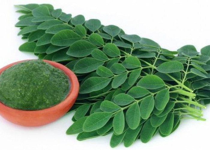 Daun Kelor Kaya Nutrisi, Ini Beragam Manfaatnya bagi Kesehatan