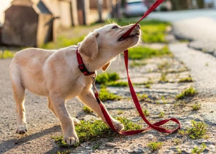 Arti Mimpi Dikejar dan Digigit Anjing, Pertanda Baik atau Buruk?