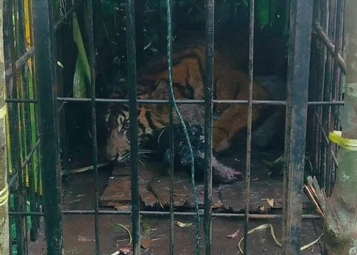 Harimau Sumatra Masuk Kandang Jebak BKSDA Sumbar Setelah Memangsa Kambing Warga