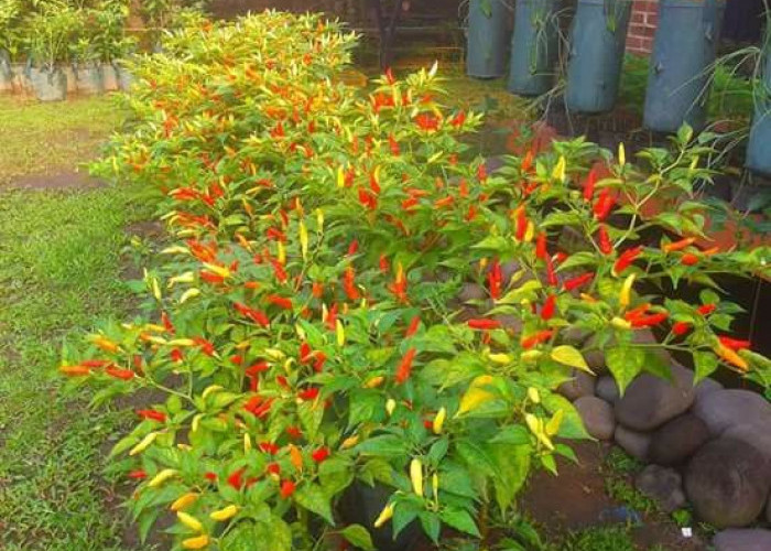 Rahasia Menanam Cabai di Pot agar Berbuah Lebat Meski Tanpa Pupuk Kimia