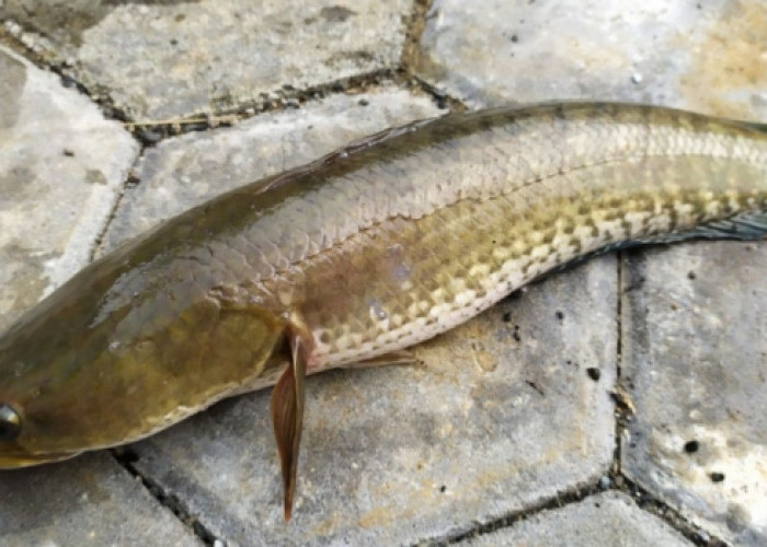 Ikan Gabus, Sumber Protein Tinggi dengan Segudang Manfaat