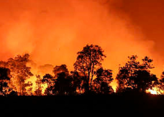 Bahaya dan Dampak Kebakaran Hasil Pangan