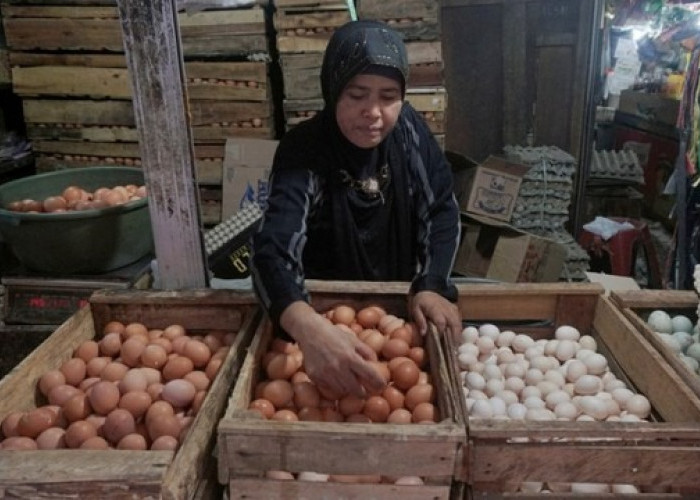 Pantauan Pasar Kota Jambi: Harga Telur Ayam Ras Bertahan Stabil Tinggi