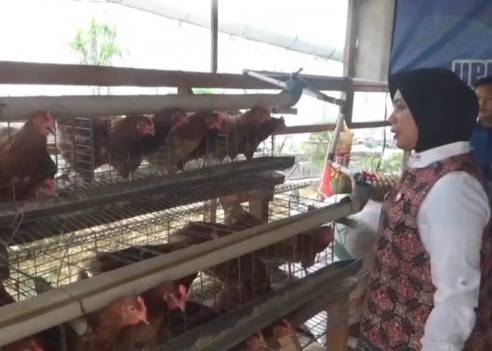 Manfaatkan Lahan Kosong, Warga Binaan Kembangkan Peternakan Ayam