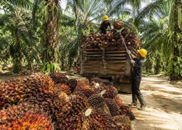 Program Peremajaan Sawit Jambi Telah Mencapai 3.054 Hektare, Disbun Jambi Targetkan 7.800 Hektare pada 2026