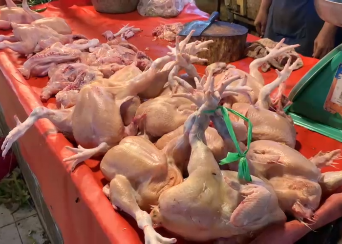 Stok Meningkat, Harga Ayam di Pasar Angso Duo Turun