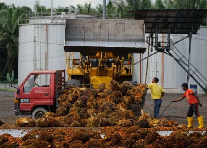 Konflik Global Picu Kenaikan Biaya Logistik, Kontrak Ekspor Sawit Melambat