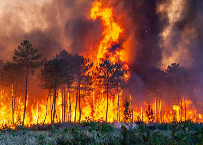Lebih dari 1.000 Warga Spanyol Dievakuasi akibat Kebakaran Hutan