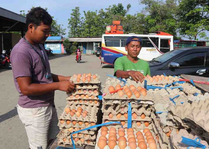 Pasokan Lancar, Harga Telur Ayam di Kota Jambi Relatif Stabil per Agustus 2026