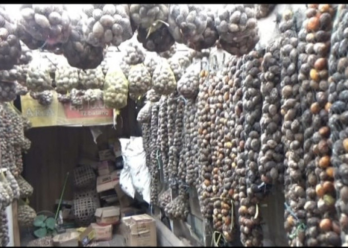 Harga Pinang Capai Rp22 Ribu per Kilogram, Namun Hasil Panen Petani Menurun