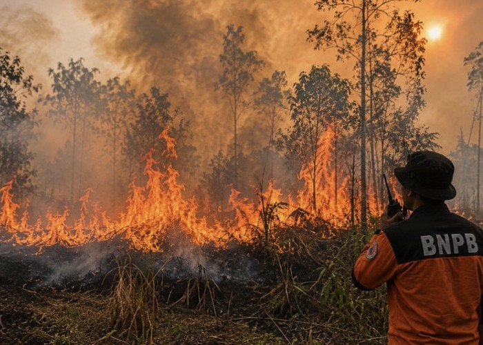 Cegah Karhutla Meluas, BNPB Minta Warga Aktif Laporkan Titik Api