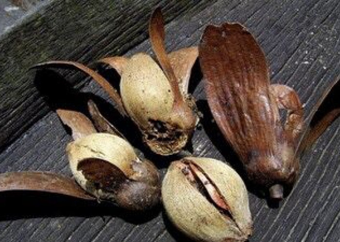 Mengenal Illipe Butter, Rahasia Kecantikan dari Hutan Kalimantan