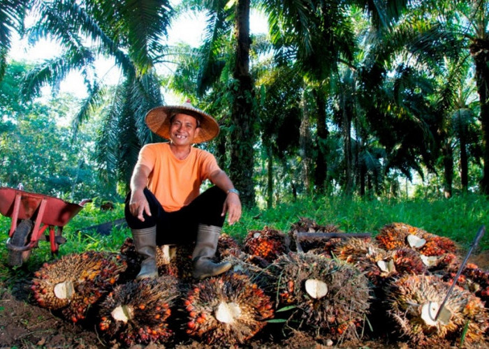 Petani Sawit Jambi Bersorak Gembira: Harga TBS Naik Jadi Rp3.941,73/Kg, Ini Daftar Harga 31 Juli–6 Agustus 202