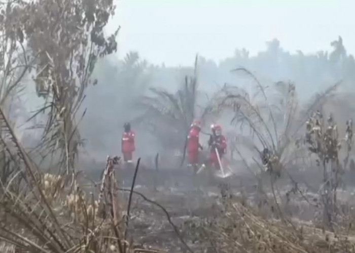 Api Berkobar Malam Hari, Lebih dari 10 Hektare Lahan Gambut di Muaro Jambi Terbakar