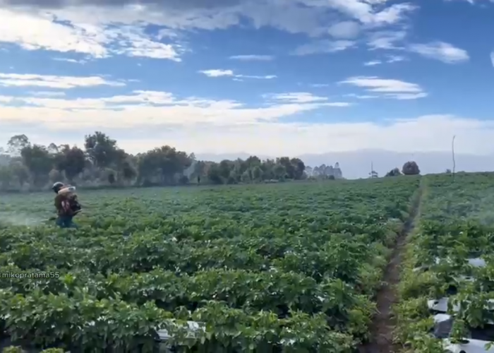 NTP Petani Jambi Naik, Perkebunan dan Hortikultura Jadi Penopang