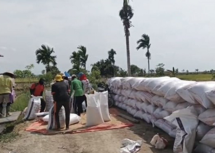 Bulog Kuala Tungkal Serap Gabah Petani Hingga 1.984 Ton