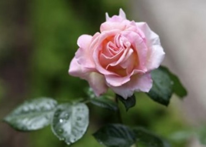 Bunga Mawar, Indah dan Kaya Akan Manfaat Bagi Kesehatan