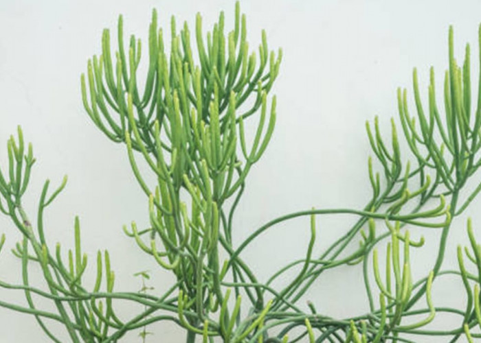 Manfaat Daun Patah Tulang untuk Kesehatan: Herbal Tradisional yang Diam-Diam Kaya Khasiat
