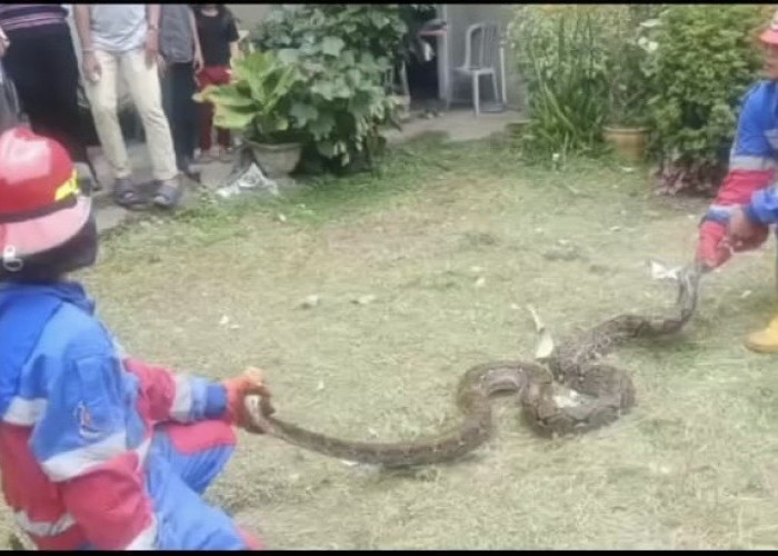 Petugas Damkar Kota Jambi Evakuasi Ular Sanca 20 Kilogram di Permukiman Warga