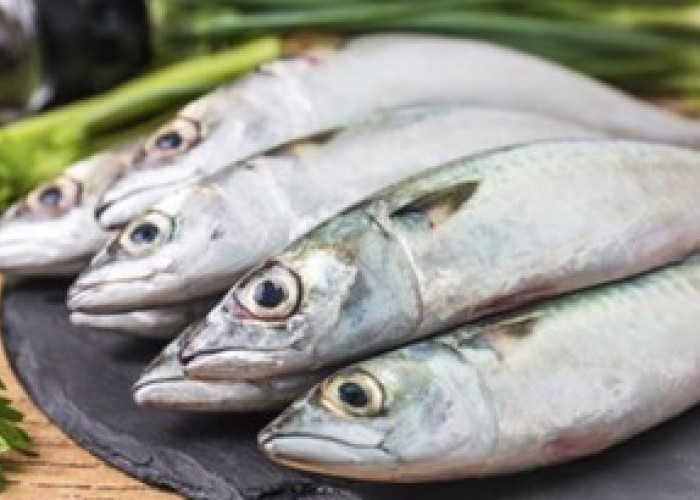 Lezat dan Bergizi, Manfaat Mengkonsumsi Ikan Laut Bagi Kesehatan 