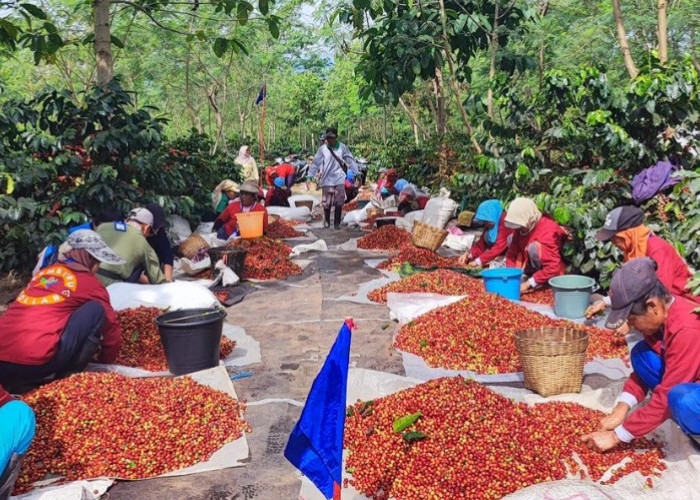 Kopi Arabika PTPN Kian Digemari Masyarakat Dunia