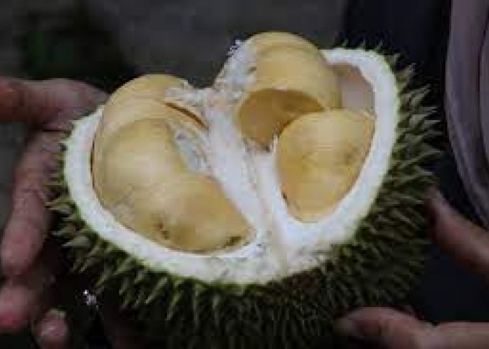 Selain Rasanya yang Lezat dan Enak, Apakah Durian Aman Dikonsumsi Ibu Hamil?