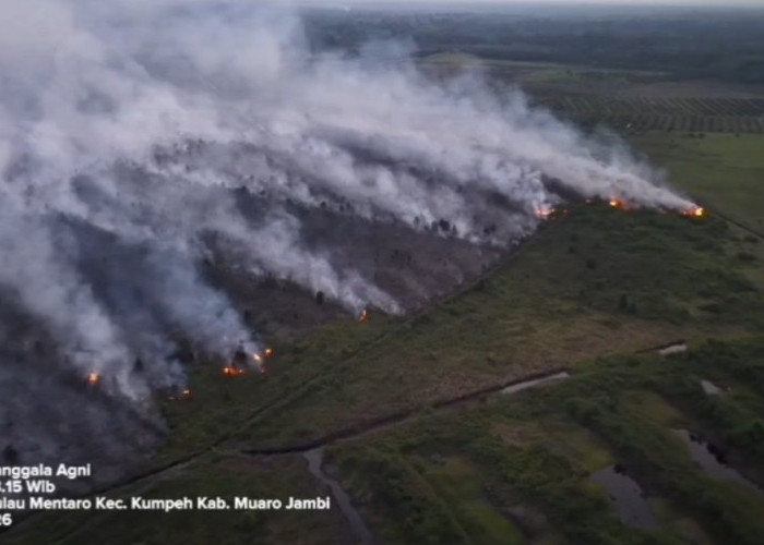 Manggala Agni Berjibaku hingga Larut Malam Padamkan Karhutla di Desa Pulau Mentaro