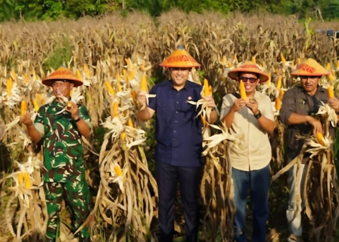 Merangin Dorong Kemandirian Pakan, Bupati M. Syukur Siap Bangun Industri Hilir Pertanian