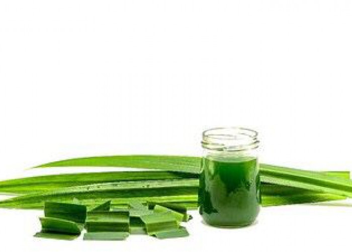Manfaat Daun Pandan untuk Kecantikan dan Kesehatan Kulit